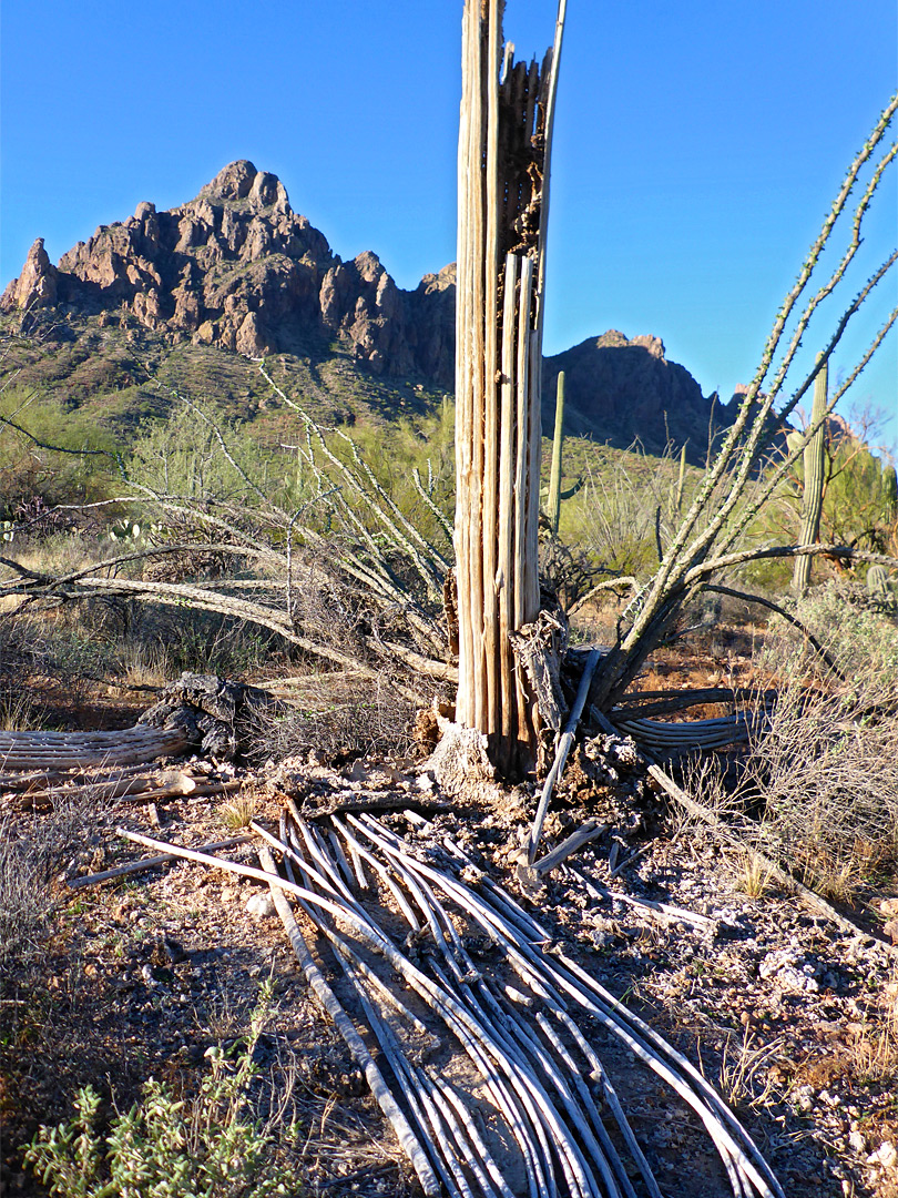 Saguaro ribs