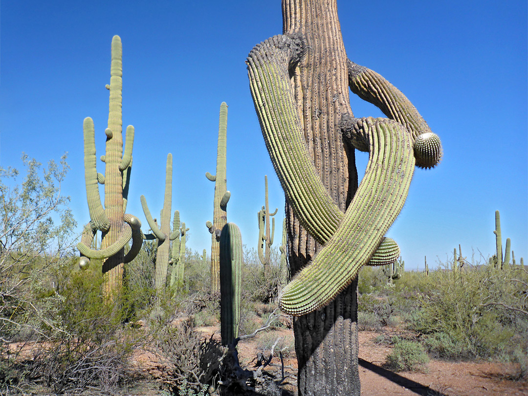 Curvy saguaro arms