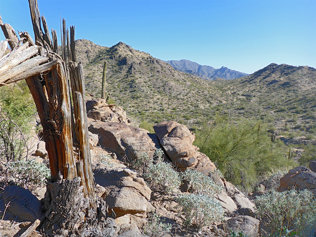 Saguaro stump