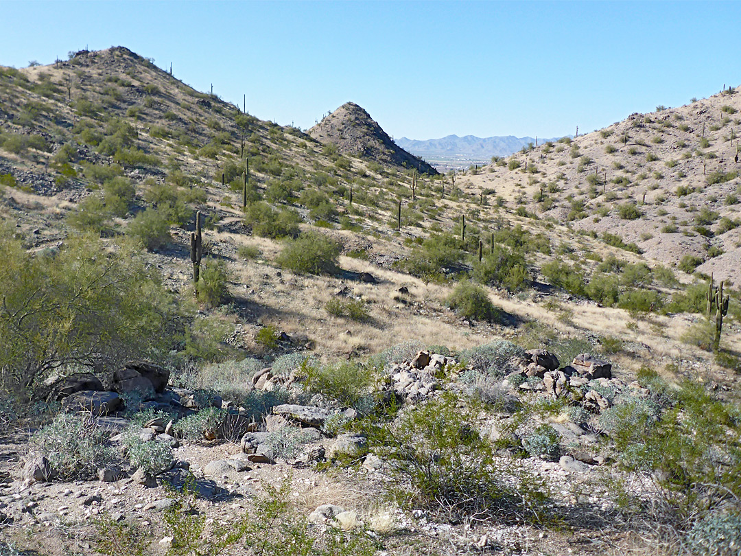 Saguaro-covered hills