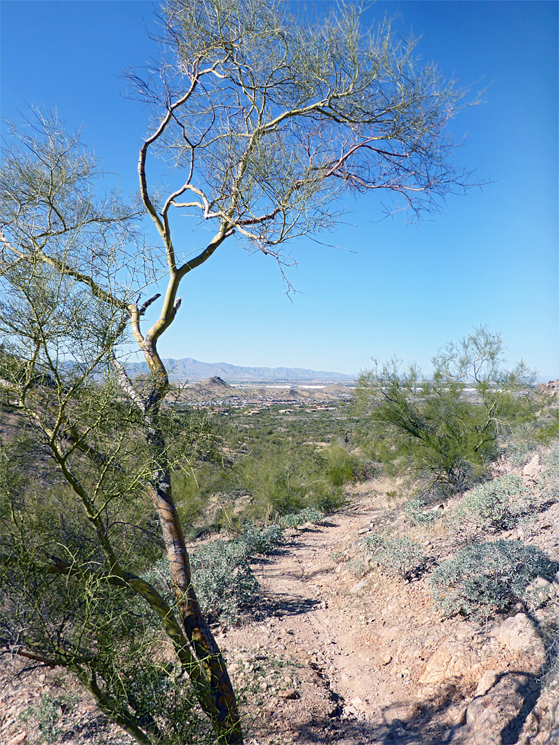 Palo verde