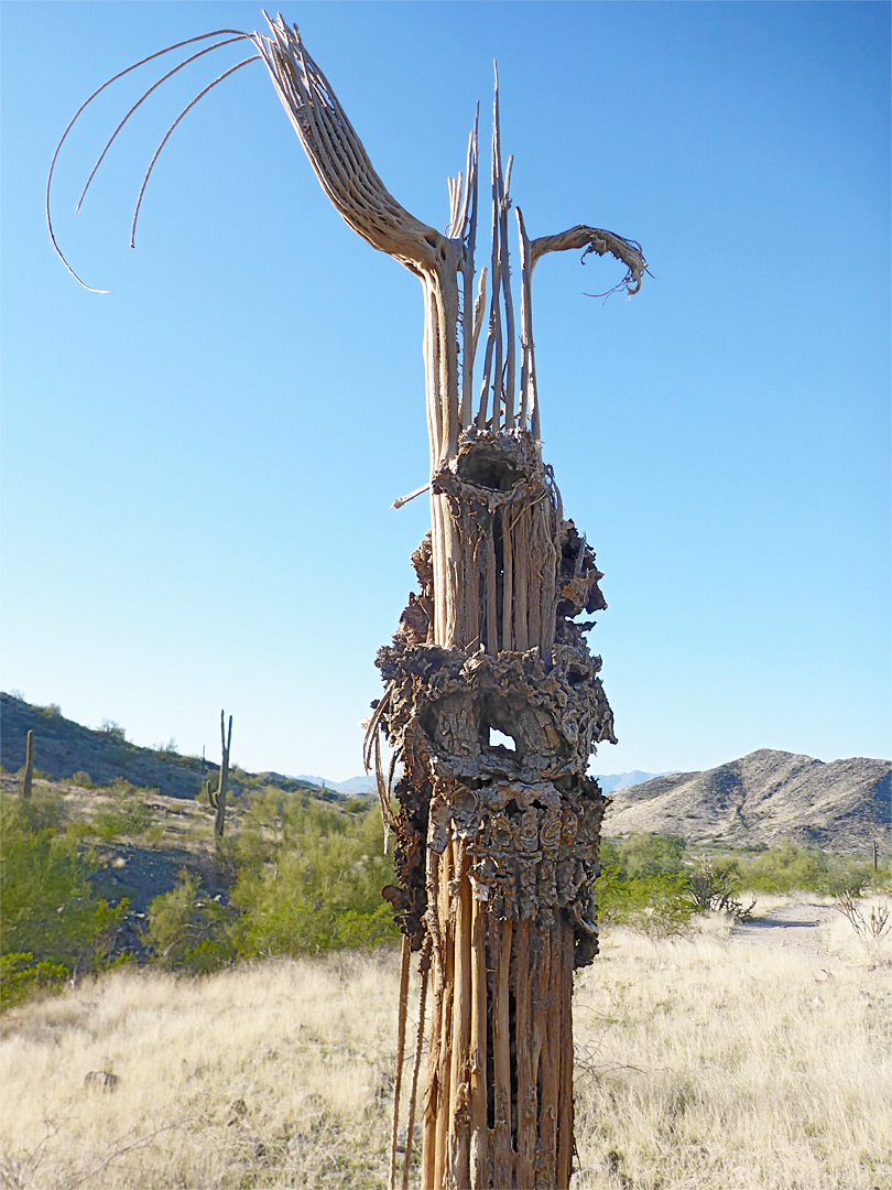 Saguaro skeleton