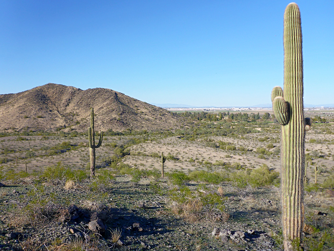 Isolated saguaro