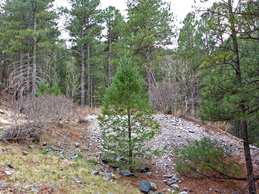 Old mine site