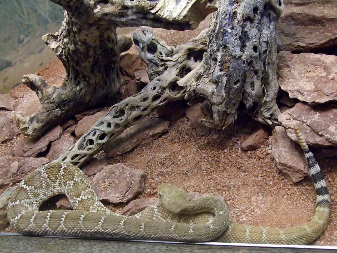 Red diamond rattlesnake