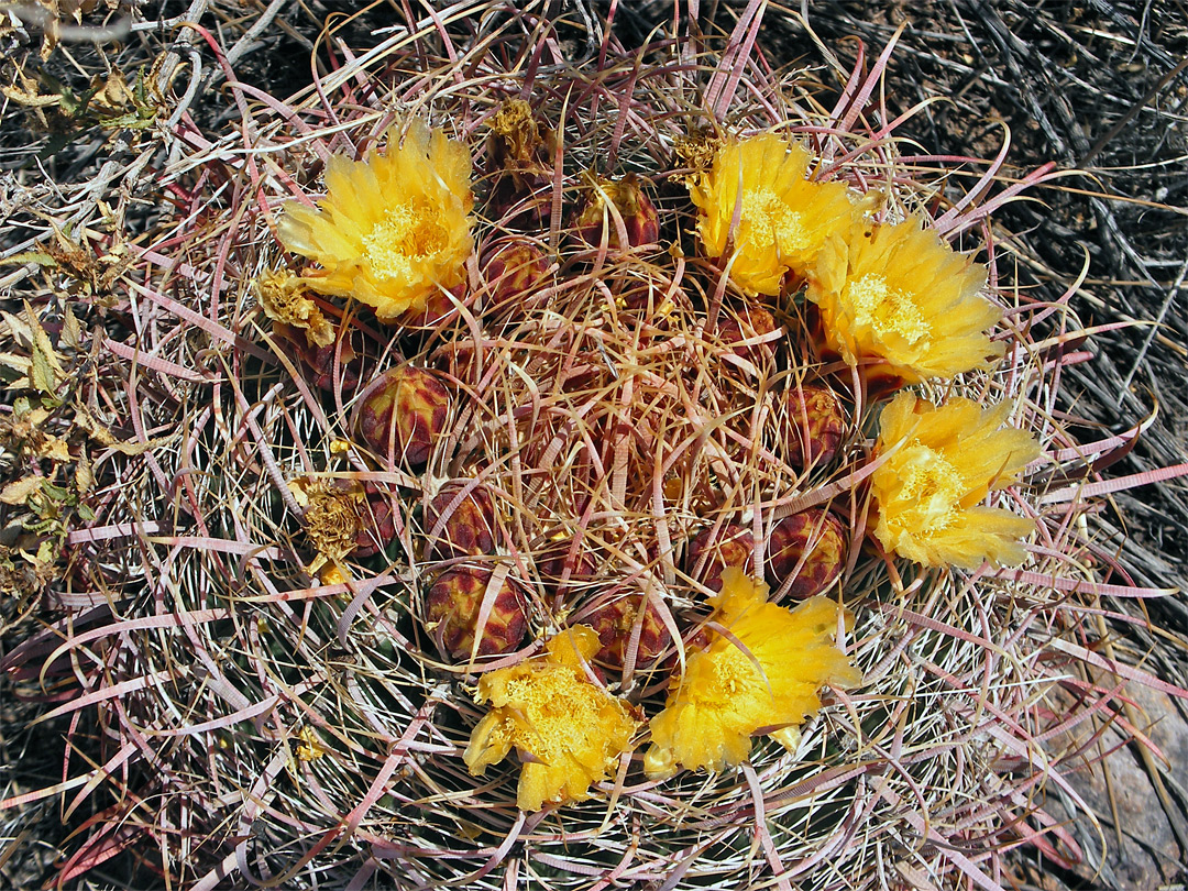 Yellow flowers