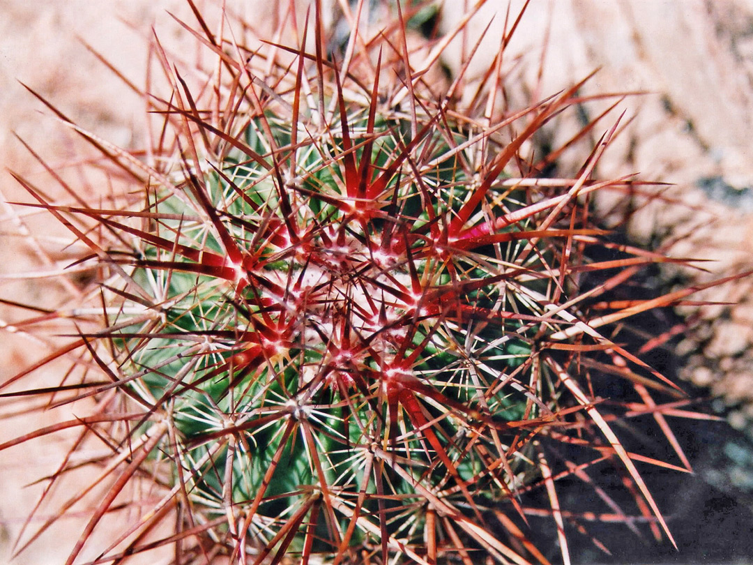 Ferocactus spines