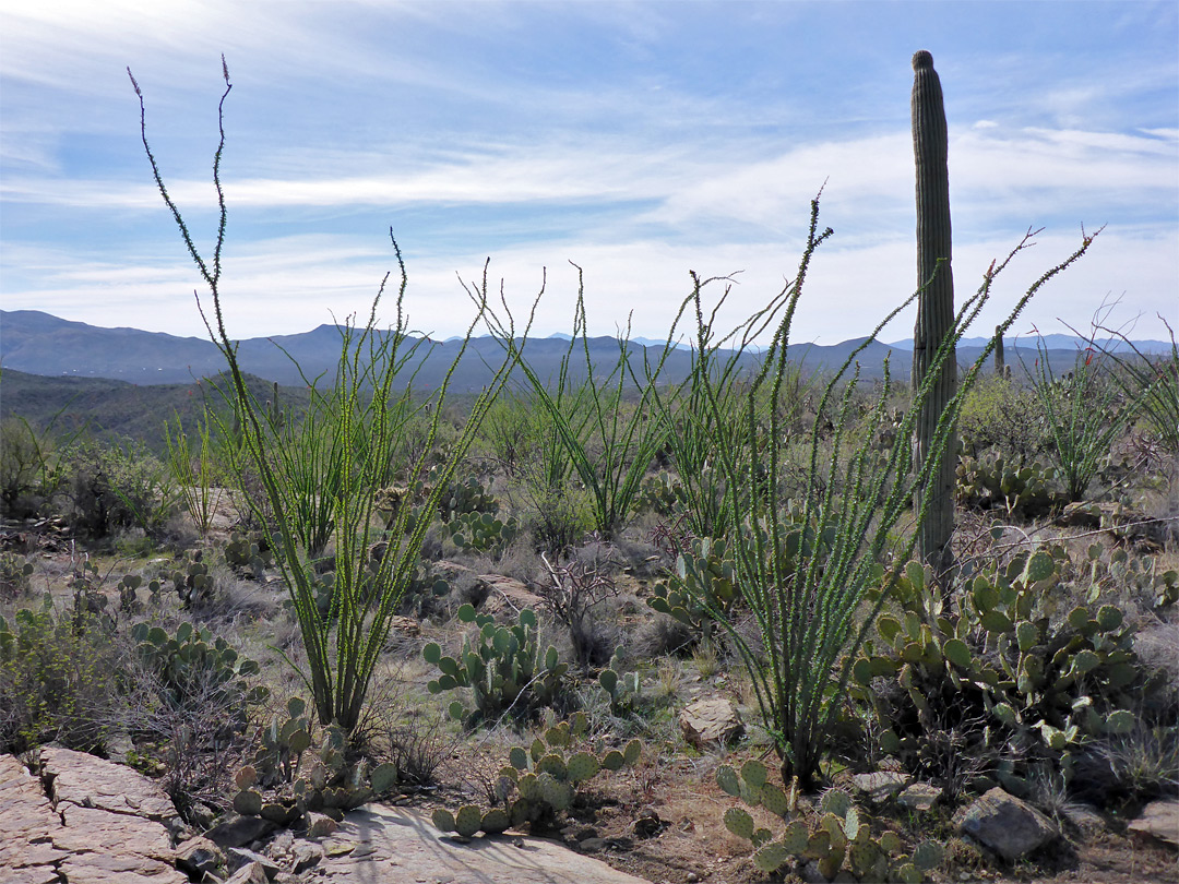 Ocotillo