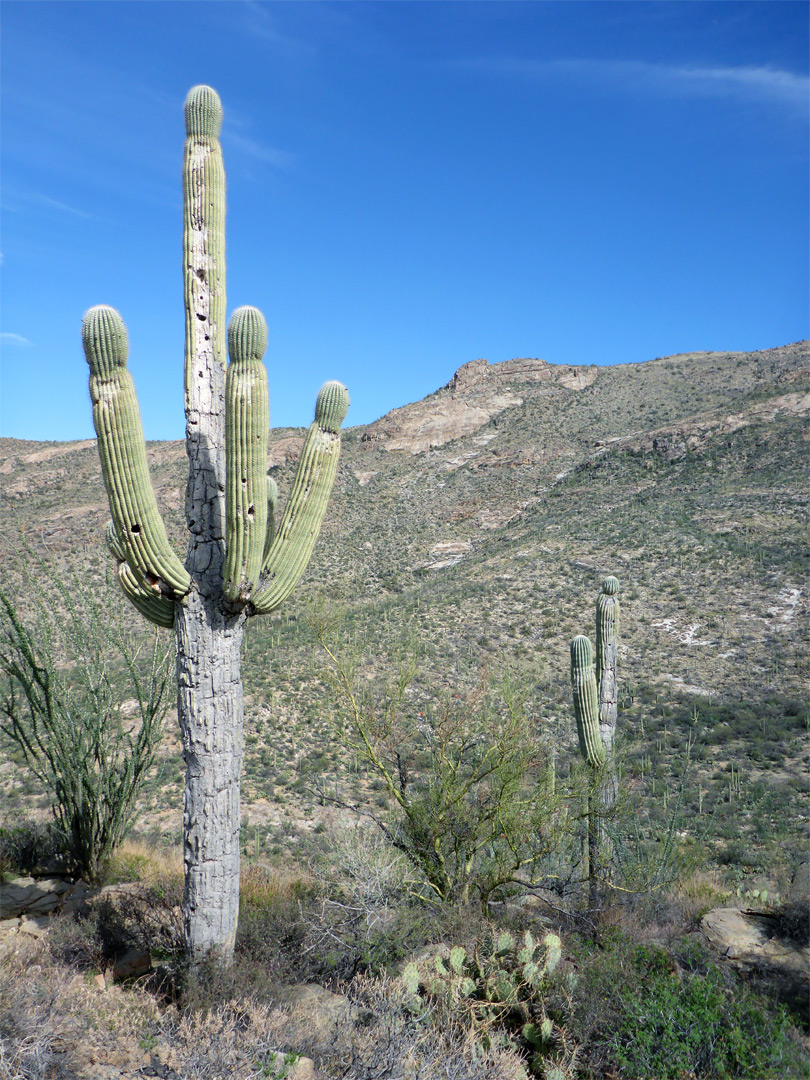 Two saguaro