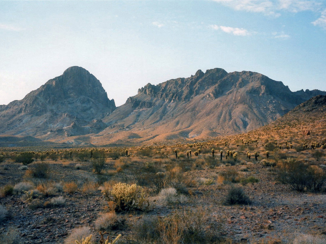 Cholla near Boundary Cone