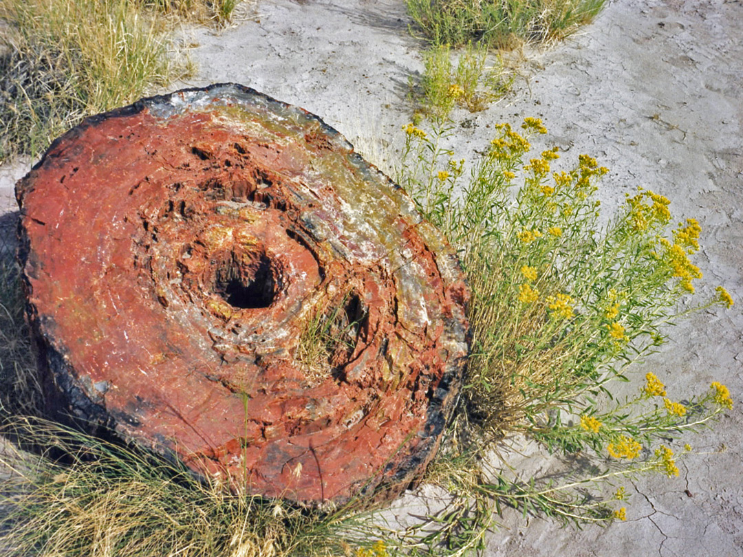 Flowers and a petrified log