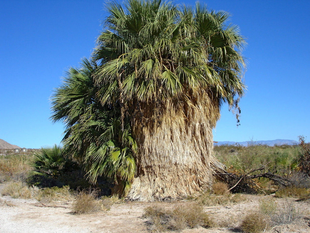 Big palm