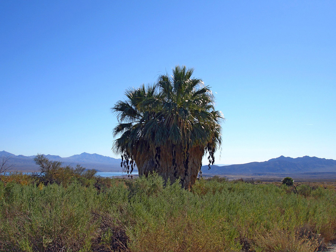 Lake Mead