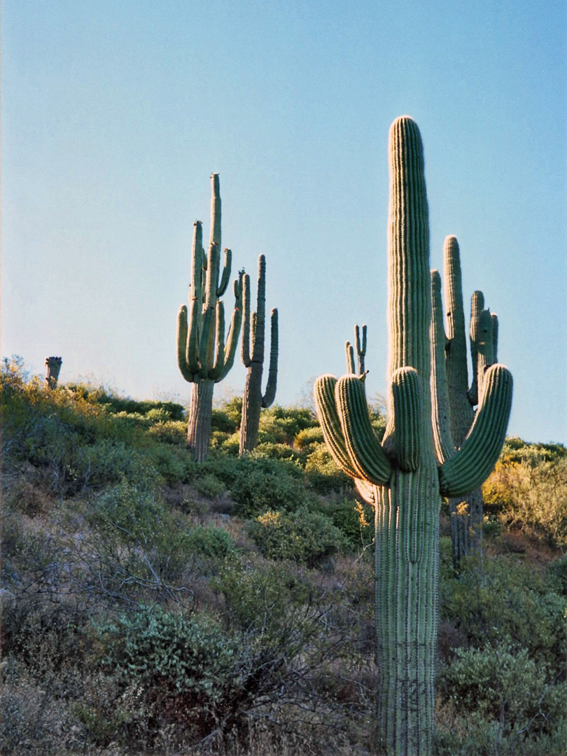 Cacti above the lake