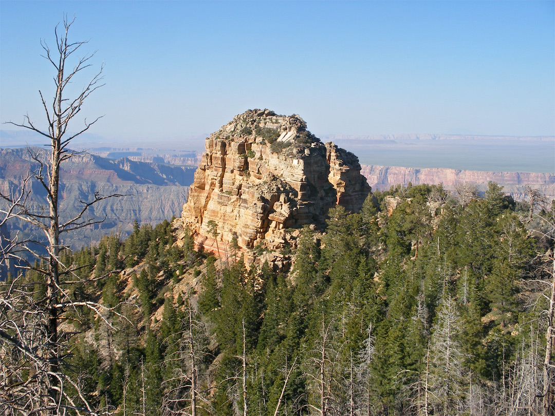 Tritle Peak, surrounded by trees