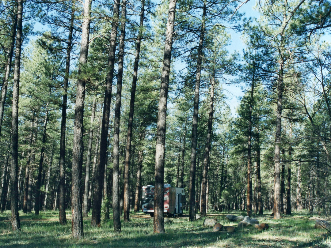 National forest camping