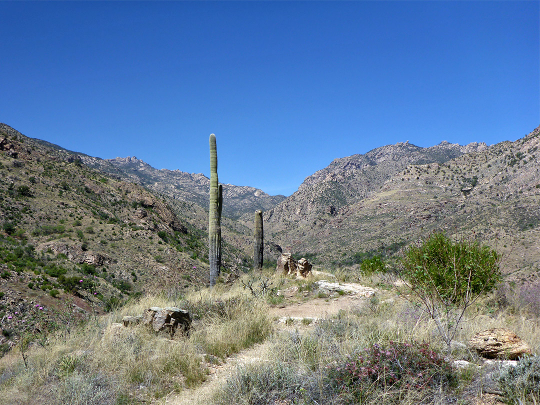 Two saguaro