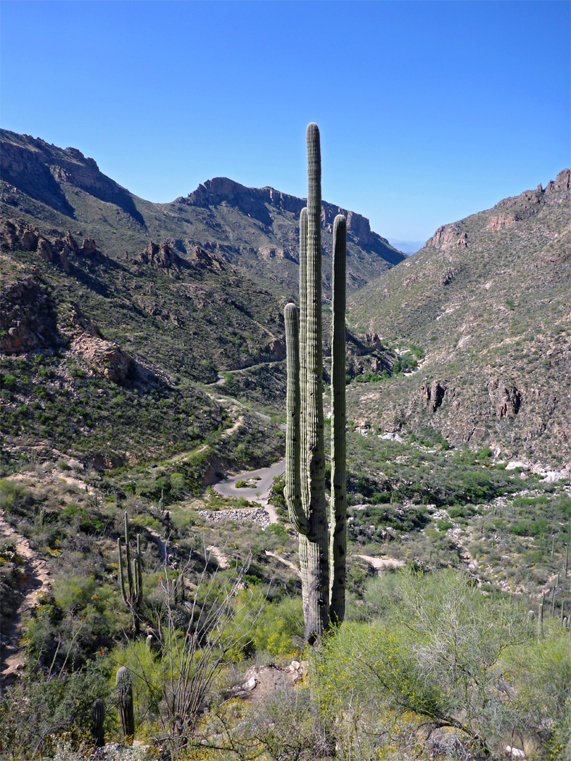 Tall, branched saguaro