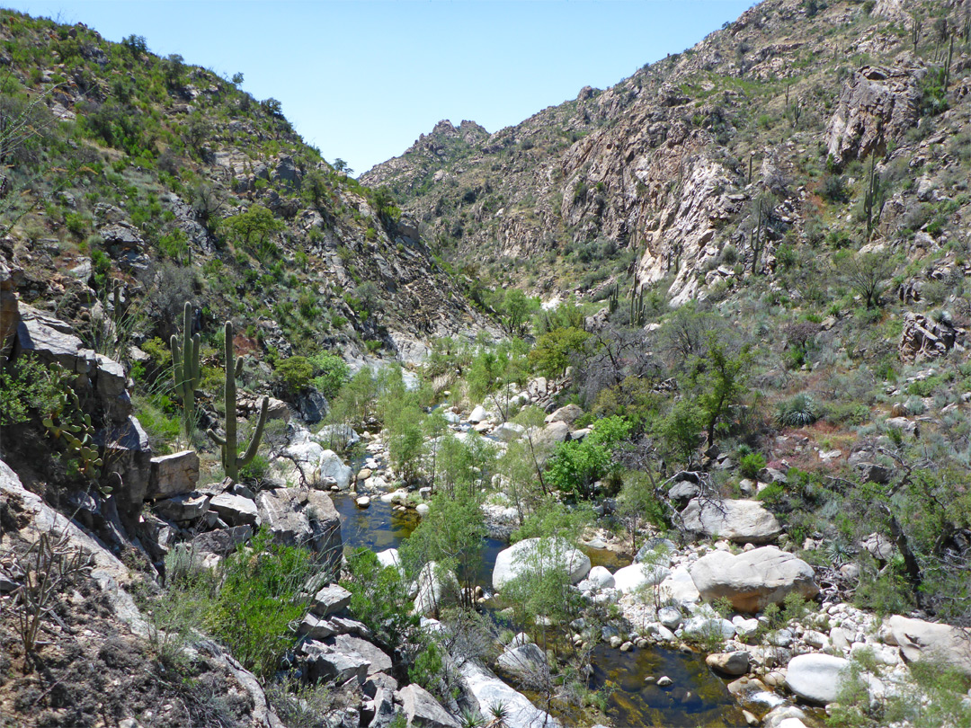 Trees in the canyon