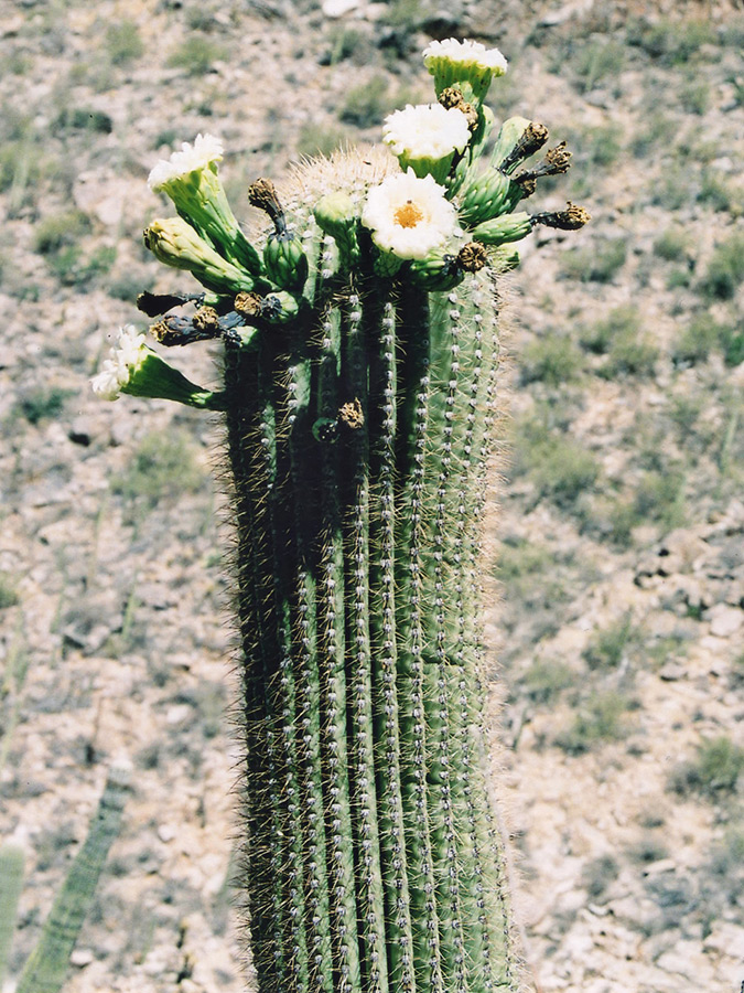 Saguaro in flower