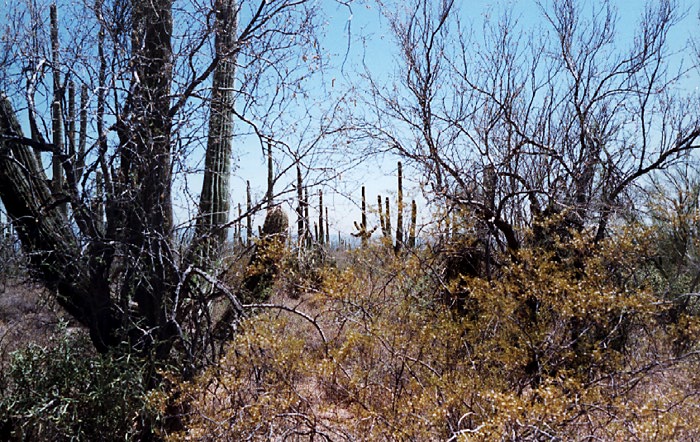 Overgrown cacti