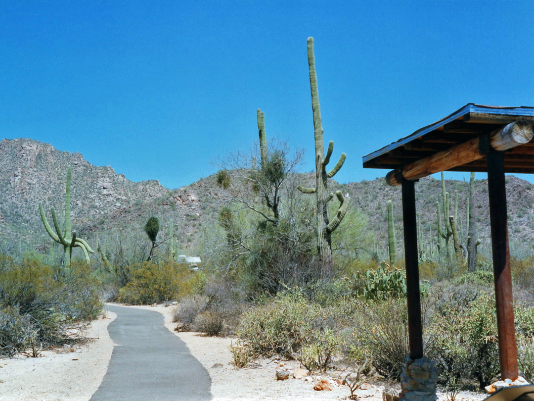 The Desert Discovery Nature Trail