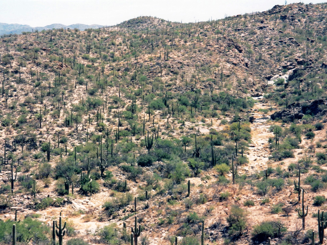 View from the Cactus Forest Drive