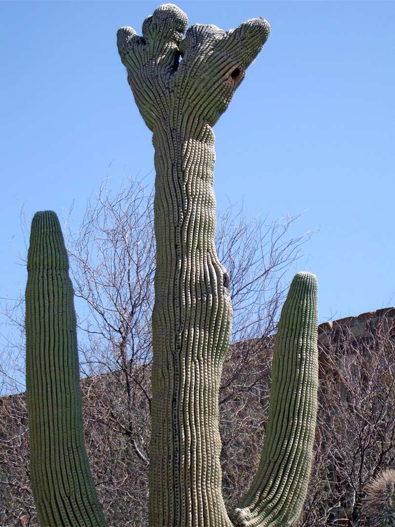 Cristate saguaro