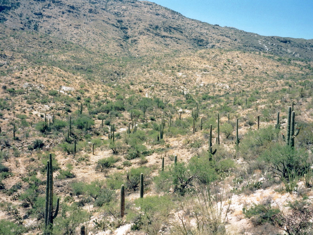 Tanque Verde Ridge