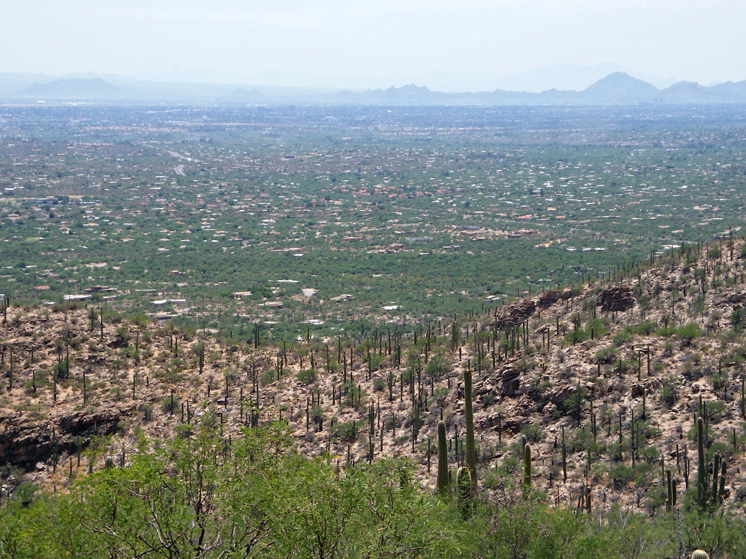 Saguaro foothills