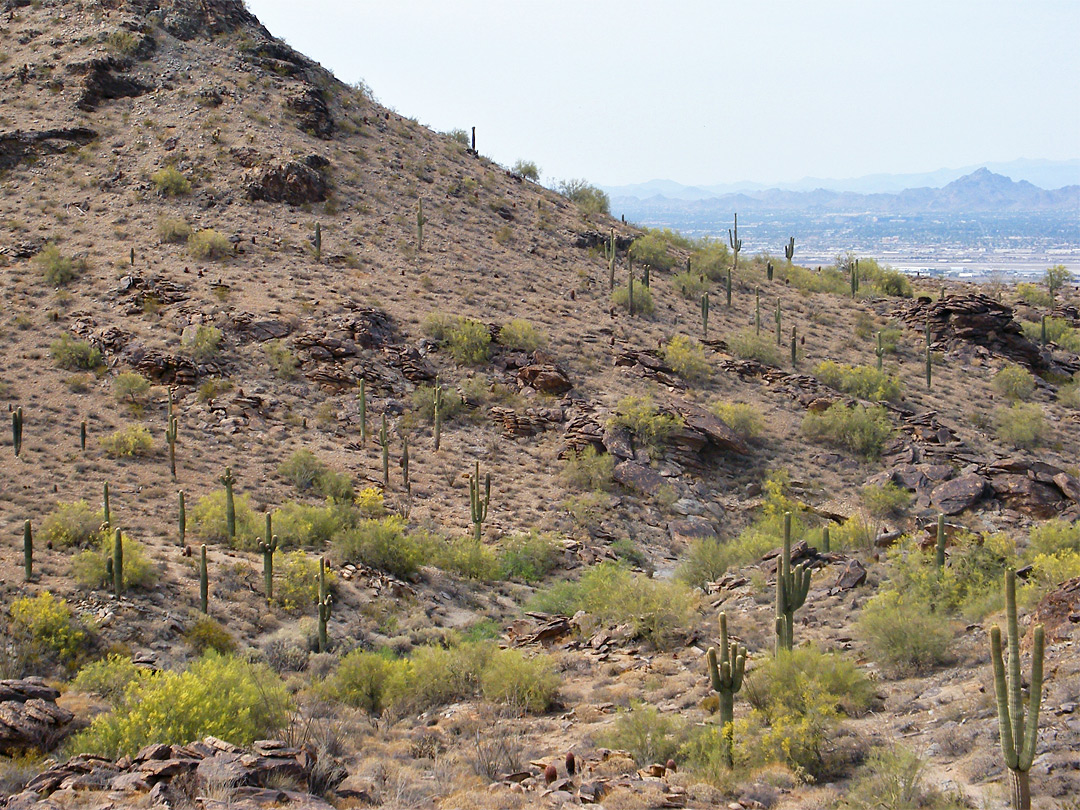 Saguaro-covered hillside