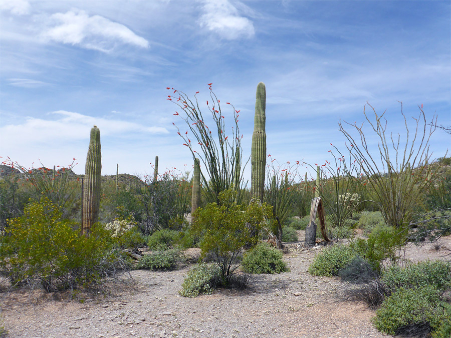 Saguaro and ocotillo