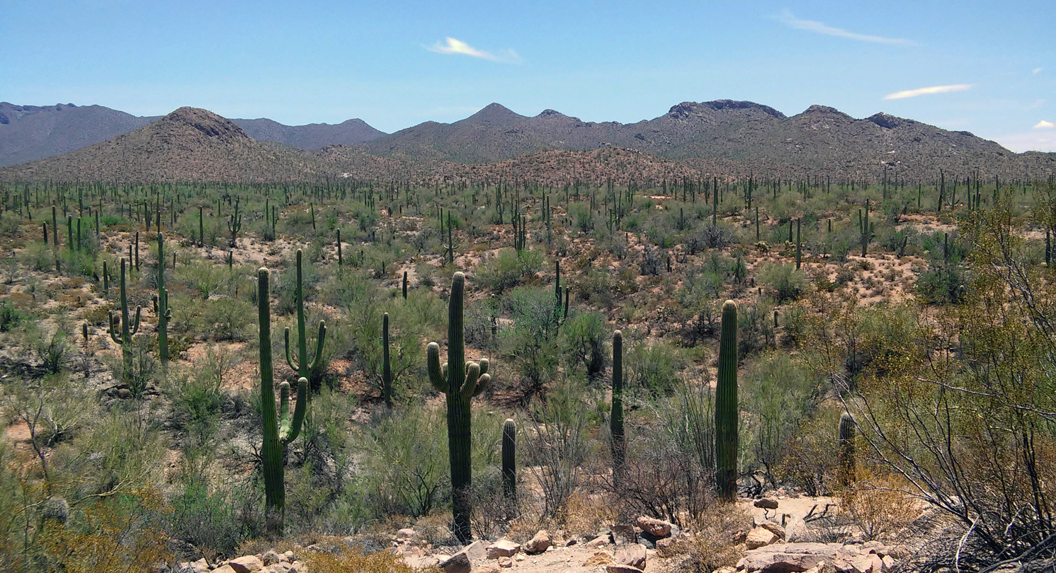 Saguaro forest