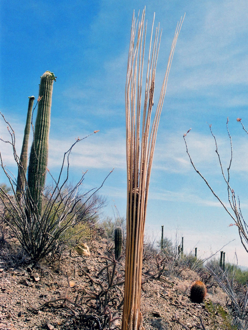 Saguaro skeleton