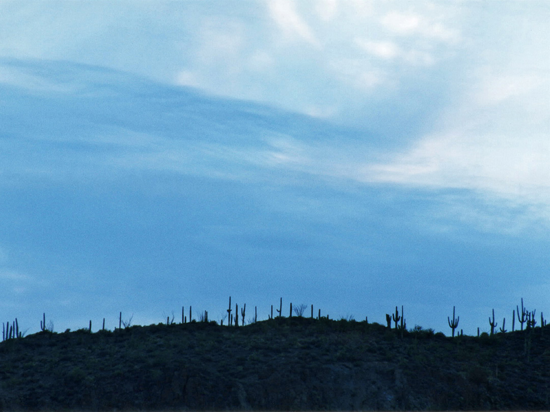 Saguaro skyline