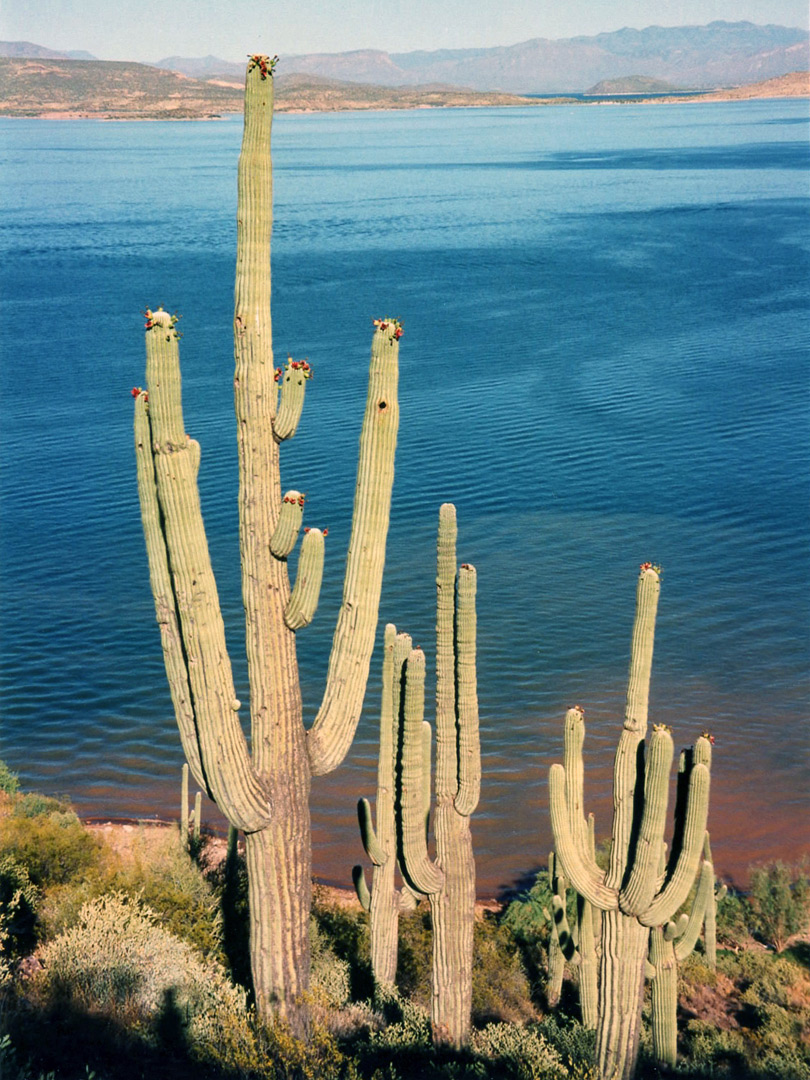 Saguaro cacti