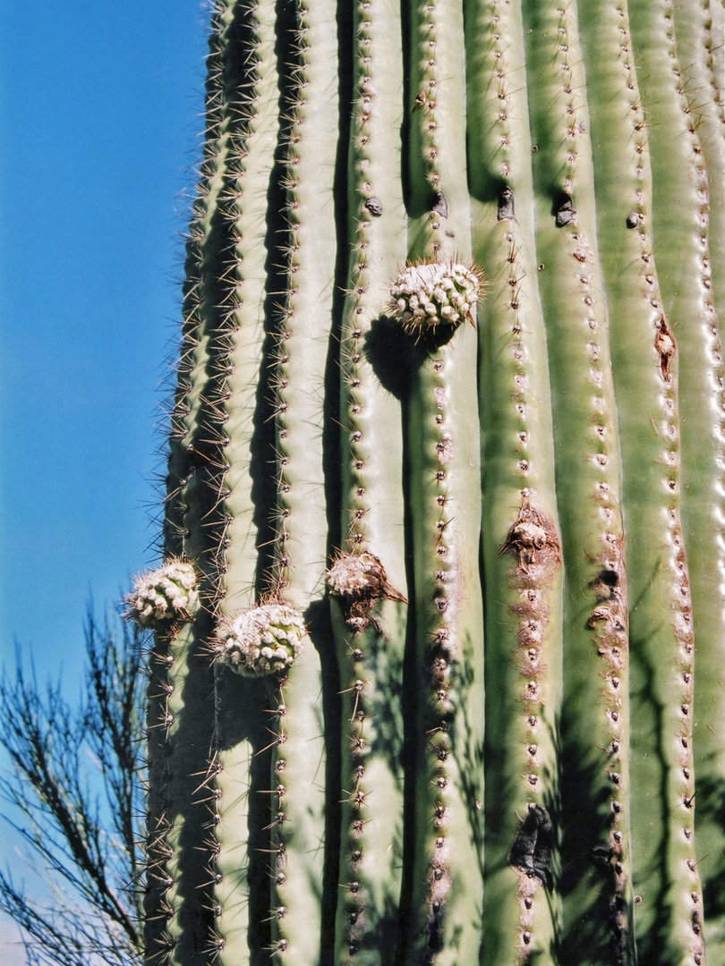 New saguaro branches