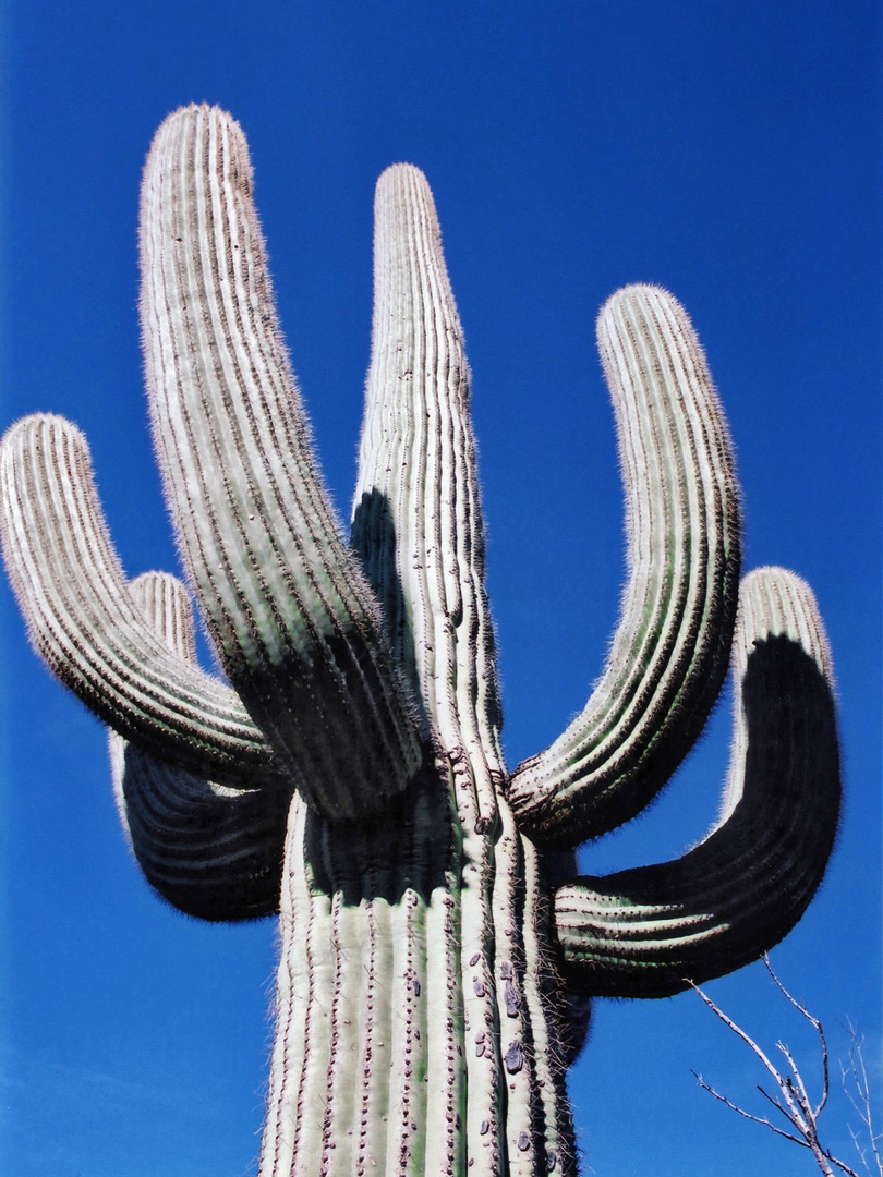A tall saguaro