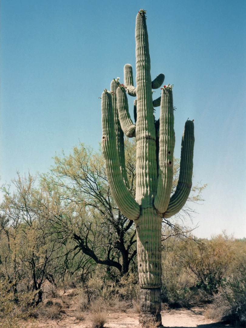 An aged saguaro