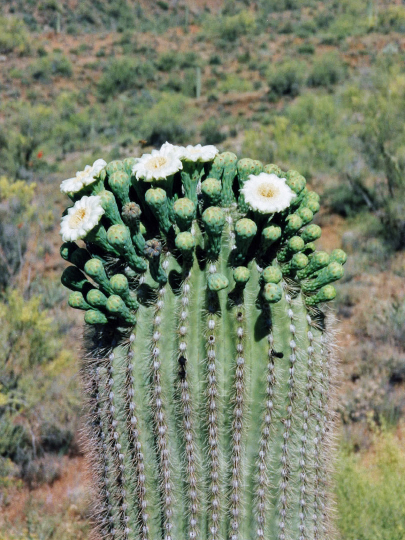 Saguaro flowers