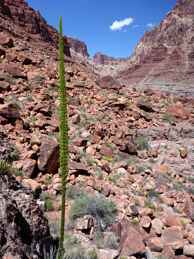 Agave inflorescence