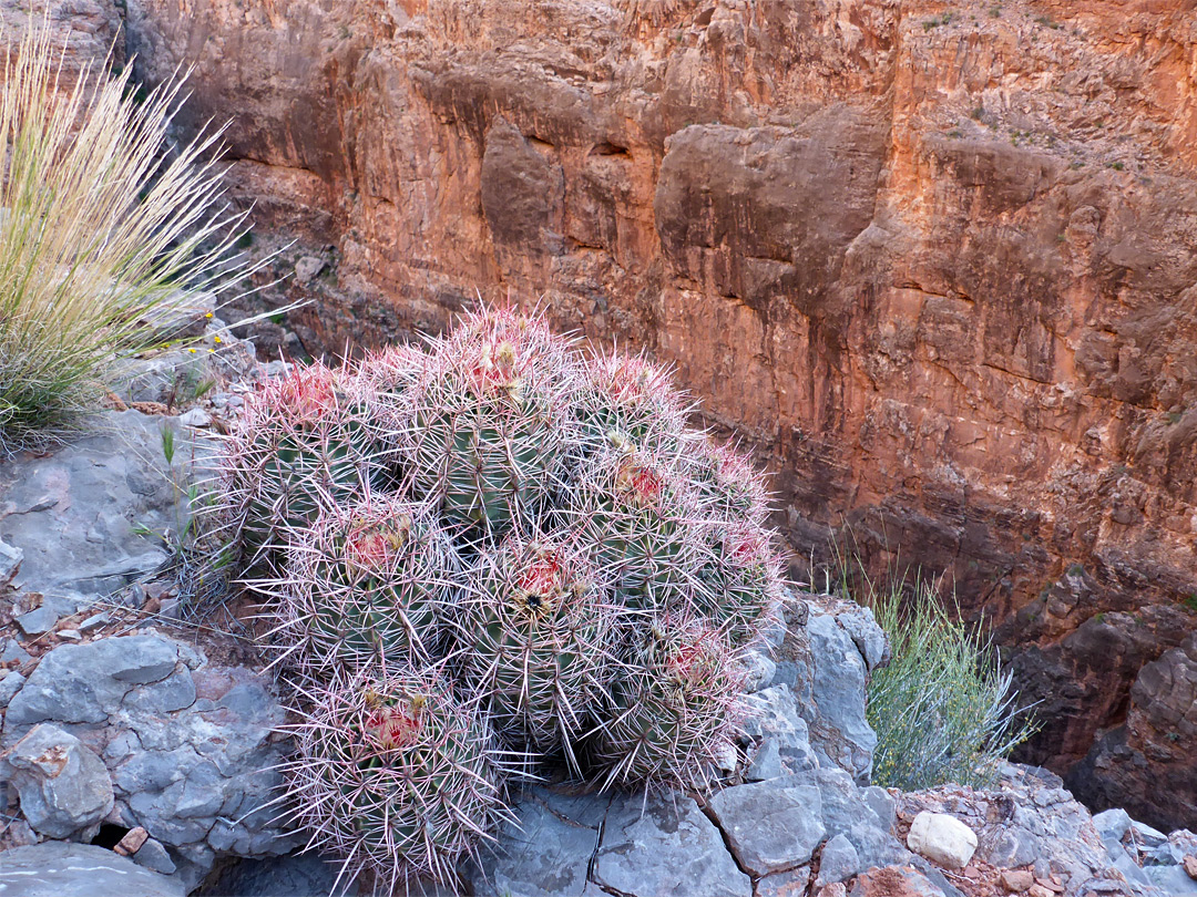 Echinocactus