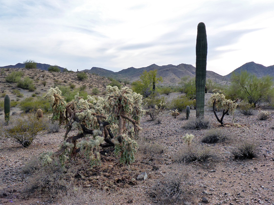 Saguaro and cholla