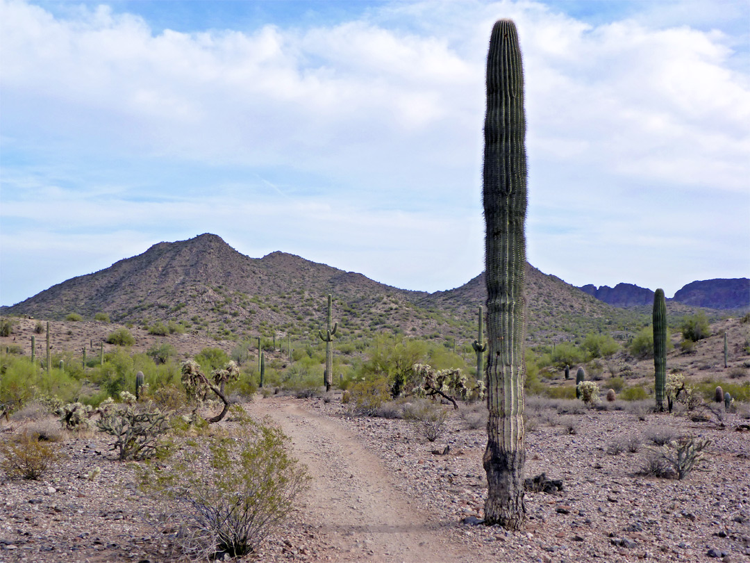 San Tan Trail