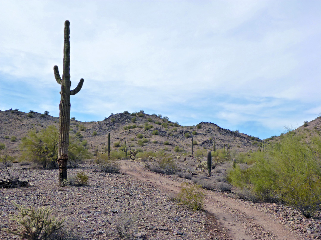 Palo verde and saguaro