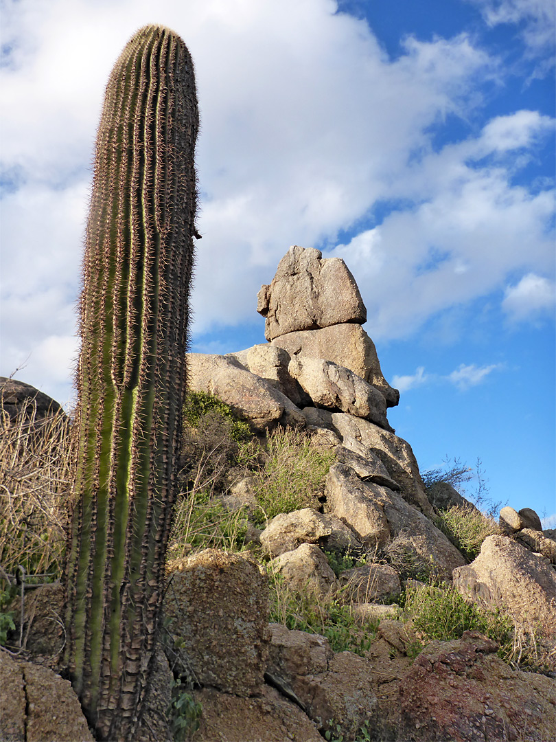 Unbranched saguaro