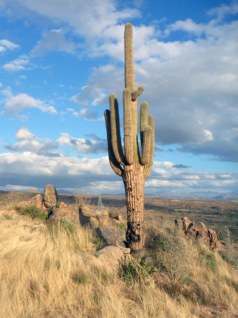 Barrel cactus and saguaro