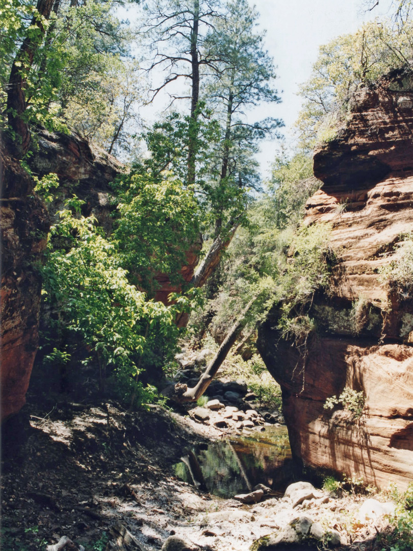 Overgrown passageway