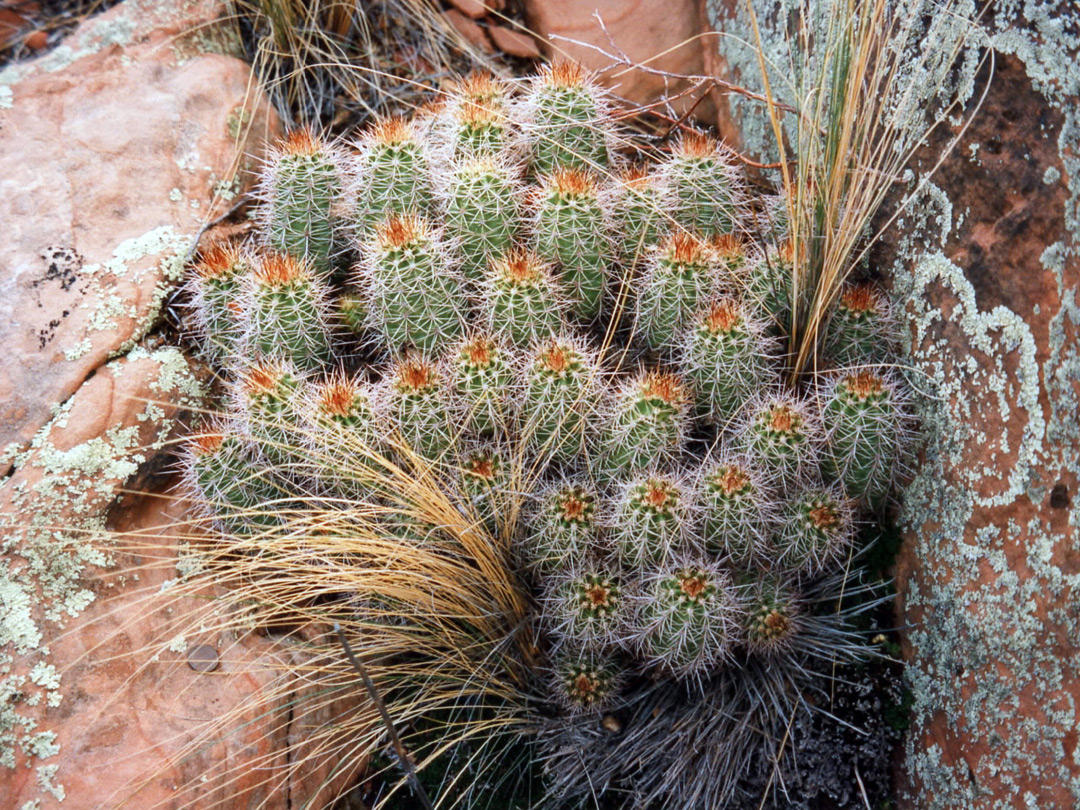 Cactus cluster