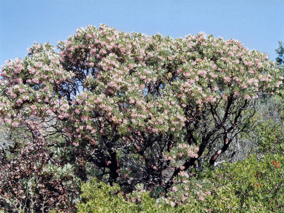 Manzanita bush